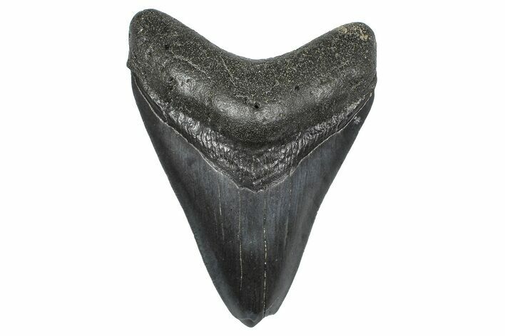 Fossil Megalodon Tooth - South Carolina #346183